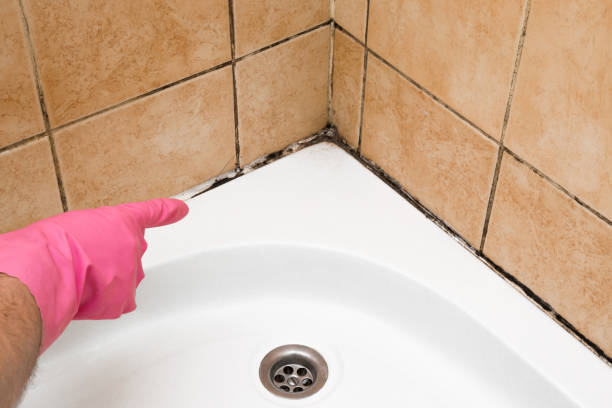Professional Mold Remediation in Clinton, MD